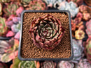 Echeveria Agavoides 'Sarabony' 1"-2" Succulent Plant