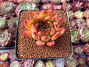 Echeveria Agavoides sp. 2" Succulent Plant