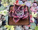 Echeveria 'Beyonce' Variegated 2"-3" Succulent Plant