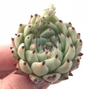 Echeveria Mexensis Zaragoza Seedling 1” Rare Succulent Plant