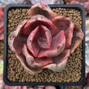 Echeveria 'Golden State' Variegated 2" Succulent Plant