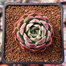 Echeveria 'Red Apple' 1"-2" Succulent Plant