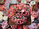 Echeveria 'Luella' Crested 3" Succulent Plant