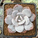 Echeveria 'Laui' 2" Powdery Succulent Plant