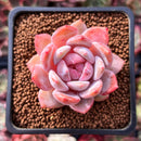 Echeveria 'Elegans Potosina' 2" Succulent Plant