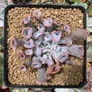 Echeveria 'Trumpet Pinky' 2"-3" Succulent Plant