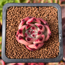 Echeveria Agavoides 'Pink Giant' 1" Succulent Plant