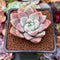 Echeveria 'Pink Spot' 1" Succulent Plant
