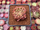 Echeveria Agavoides sp. 1" Succulent Plant