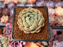 Echeveria 'Timothy' 2" Succulent Plant