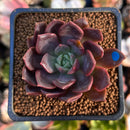 Echeveria 'Vasilisa' 1"-2" Succulent Plant
