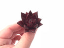 Echeveria Agavoides Red Ebony Seedling 1” Rare Succulent Plant