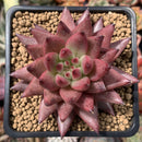 Echeveria Agavoides 'Sirus' 3" Succulent Plant