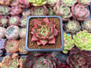 Echeveria 'Cello' 1" New Hybrid Succulent Plant