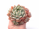 Echeveria ‘Marsia’ Cluster 4" Rare Succulent Plant