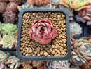 Echeveria sp. 1" Succulent Plant