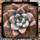 Echeveria 'Pena' 4" Succulent Plant