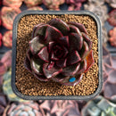 Echeveria 'Real Black' 2" New Hybrid Succulent Plant