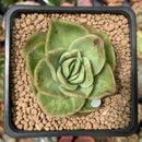 Echeveria Agavoides 'Raja' Variegated' 2" Succulent Plant