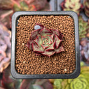 Echeveria 'Longissima' 1" Small Succulent Plant