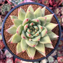 Echeveria Agavoides 'Shyiya' 4" Succulent Plant