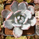 Echeveria 'Cream Sun' 3" Powdery Succulent Plant