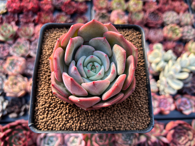 succulent salmon Echeveria 'Salmon' 2" Succulent Plant