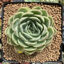 Echeveria 'Onslow' 3" Succulent Plant