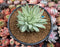 Graptoveria 'Fanfare' Variegated 4" Succulent Plant