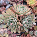 Echeveria 'King Midas' 6" Cluster Large Succulent Plant