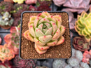 Echeveria Agavoides 'Maria' Hybrid 2"-3" Succulent Plant