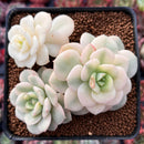 Echeveria 'Nicksana' Variegated 3" Cluster Succulent Plant
