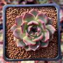 Echeveria 'Blasino' 2" Succulent Plant