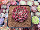 Echeveria Agavoides 'Fire Pillar' 2" Succulent Plant