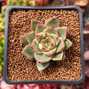 Echeveria Agavoides 'Cass' 2" Succulent Plant