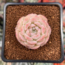 Echeveria 'Pure Love' 1" Succulent Plant