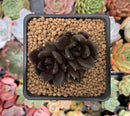 Echeveria 'Blackbird' Cluster 1"-2" Succulent Plant