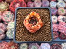Echeveria Agavoides Hybrid 1" Small Succulent Plant