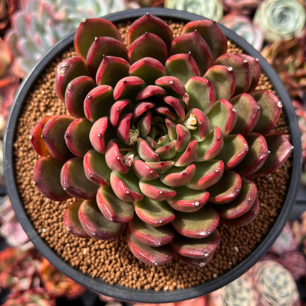 green and red succulent plant Echeveria Agavoides 'Red Bell' 4" Succulent Plant – True Succulents Plant Co
