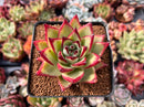 Echeveria Agavoides 'Castro' 4" Succulent Plant