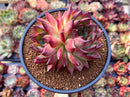 Echeveria Agavoides 'Fire Pillar' 4" Large Cluster Succulent Plant