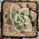 Echeveria Agavoides 'White Knight' 3" Succulent Plant
