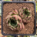 Echeveria Agavoides 'Sarabony' 2" Succulent Plant
