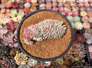 Echeveria 'Juliana Pink' Crested 4" Succulent Plant