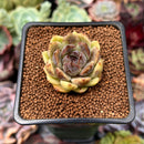 Echeveria 'Citrine' 1"-2" Seed Grown Air Magic Hybrid Succulent Plant