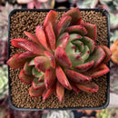 Echeveria Agavoides 'Salu' 3" Cluster Succulent Plant