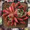 Echeveria Agavoides 'Salu' 3" Cluster Succulent Plant