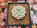 Echeveria sp. 1" Succulent Plant