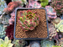Echeveria Agavoides 'Riga' 2" Succulent Plant