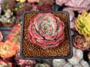 Echeveria 'Patricia' 2" Succulent Plant